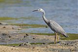 White-faced Heron